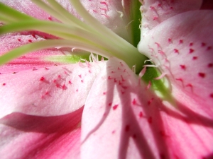close up of pink lilly