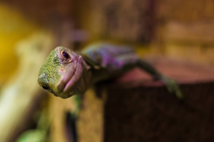 curious gecko philipp-lublasser