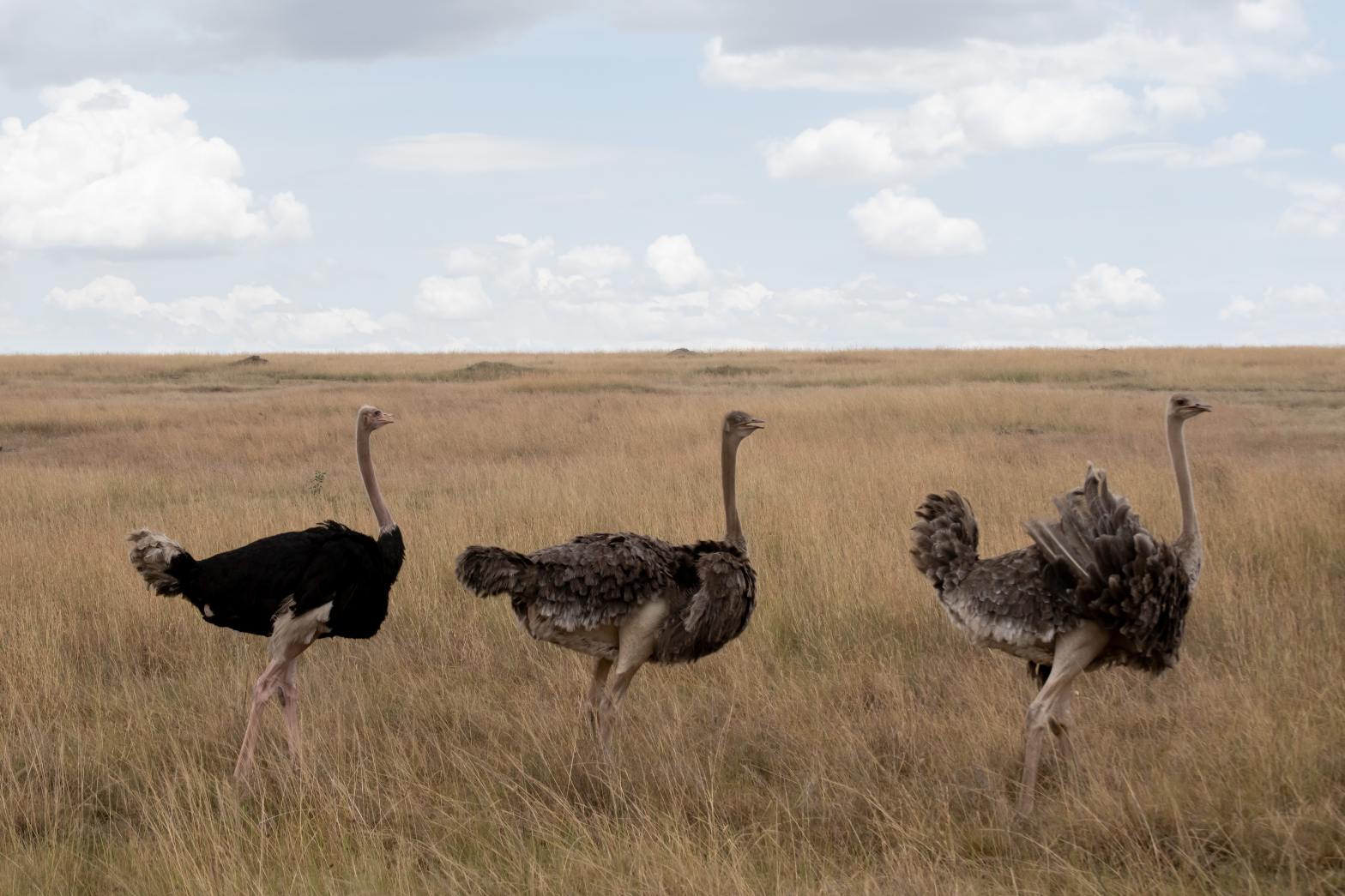 3 ostriches walking across grassland